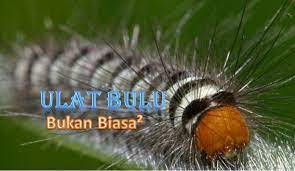 Ulat bulu cup 2020 is a 2v2 osu! Ulat Bulu Videos Facebook