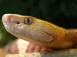 The trivial name, or specific epithet, comes from the latin contortus. Eastern Copperhead Study In China 2021 Wiki English