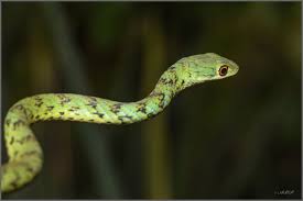 Image result for Trichoscypha silveirana