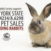 Rabbits are smart, active, and so full of mischief! Hrs Supports Ban On Pet Store Sales Of Rabbits Cats And Dogs Ny S 4234 A 6298 House Rabbit Society