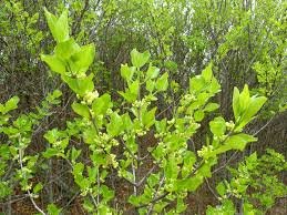 Image result for Afrocanthium gilfillanii