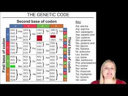 Transcription and translation answer key success transcription and translation dna transcription and translation persuasive writing prompts. Transcription And Translation Practice Worksheet Answers Jobs Ecityworks
