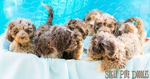 The labradoodle breeder you select may designate his puppies with various codes that correspond to the a labradoodle breeder is potentially the single most important person in your new puppy's life. Best Australian Labradoodle Blog Sugar Pine Doodles Australian Labradoodles