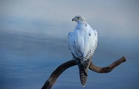 Black And White Bird With Long Tail Colorado Gyrfalcon Pictures Female In Boulder Colorado Credit B52starr National Animal Animals Raptors Bird