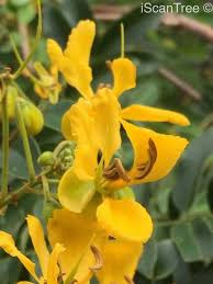 Image result for Cassia burttii