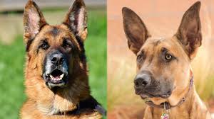 Belgian malinois german shepherd mix puppy. German Shepherd Belgian Malinois Mix Info Pictures Facts Traits Doggie Designer
