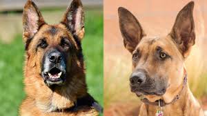 Maybe you would like to learn more about one of these? German Shepherd Belgian Malinois Mix Info Pictures Facts Traits Doggie Designer