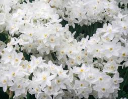 Its fragrant, bright yellow flowers appear from spring through early summer. 16 Best Smelling Indoor Houseplants