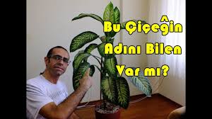 Feride i̇şçibaşı kara adlı kullanıcının koleksiyonu. Salon Cicekleri Bakimi Ve Saksi Degisimi Difenbahya Youtube
