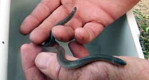 Image result for ZMIJA