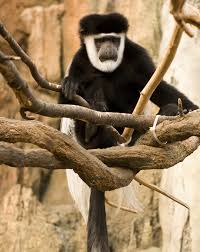 We did not find results for: Black And White Colobus Monkey Lincoln Park Zoo
