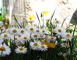 Migliaia di nuove immagini ogni giorno uso completamente gratuito video e immagini di alta qualità da pexels I Fiori Di Brosso Di Primavera Di Prato Margherite 2 Hd Wallpaper Peakpx