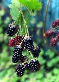 Recette Bocaux Gelee De Mures Recette Gelee De Mures Recettes Bocaux Berry