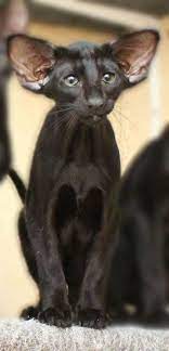 Pin On Siamese Cats Kittens