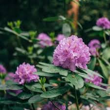Image result for Rhododendron