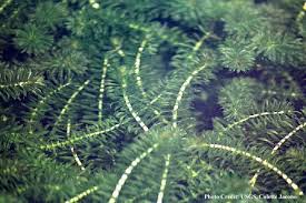 Image result for Hydrilla