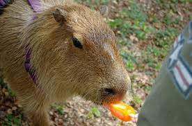 Capybara Eating A Popsicle Capybara Funny Animal Pictures Funny Animals