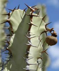 Image result for Euphorbia guerichiana