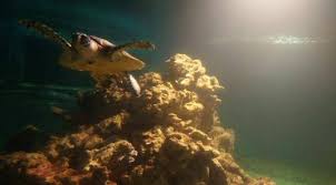 Pantai kartini memang terkesan tidka. Jepara Hari Ini Pagi Bersama Kura Kura Terbesar Dan Misteri Bawah Laut Jawa Wahana Wisata Edukatif Kura Kura Ocean Park Di Jepara Jawa Tengah Liputan6 Com Fajar Eko Nugroho Liputan6 Com Jepara Deburan Suara Ombak