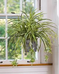 15 Best Low Light Indoor Plants Indoor Vines Hanging Plants Indoor Spider Plant Care