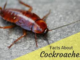 How big can roaches get. Roach Facts Why Do Cockroaches Die On Their Backs And More Owlcation