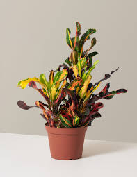 Image result for Crotonogynopsis australis