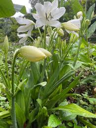 Image result for Crinum moorei