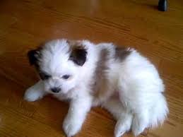 We have a 2 shihtzu we want our shihtzu to have a younger. All About The Pomeranian Shih Tzu Mix Dogable
