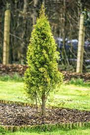 It has a low canopy with a typical clearance of 1 foot from the ground, and is suitable for planting under power lines. Fertilizer For Arborvitae How And When To Feed Arborvitae Trees