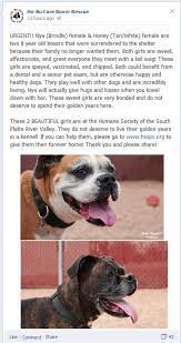 Ho Bo Care Is The Denver Based Boxer Rescue Organization If You Live In Denver Or Eastern Colorado Please Share This On Y Boxer Rescue Living In Denver Dogs