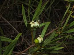Image result for Fadogia arenicola