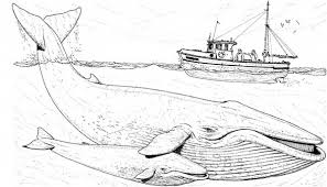 Most of them are predators, but some feed on plankton, like whales. Fishing Boat Over Two Blue Whale Coloring Page Netart