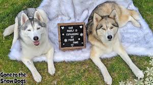 Check spelling or type a new query. Husky Puppy Meets Big Sisters Memphis And Shelby Youtube
