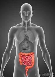The small and large intestines. What Is The Caecum With Pictures