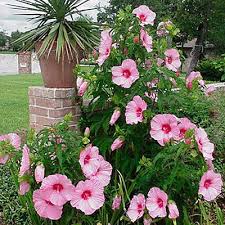 The tender, evergreen species such as h. Hibiscus Lady Baltimore Hibiscus Hardy Hibiscus Perennials From American Meadows