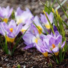 Crocus Plural Crocuses Genus Flowering Plants Iris Family Bunch Crocuses Planting Flowers Crocus Plants