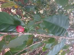 Image result for Coffea schliebenii