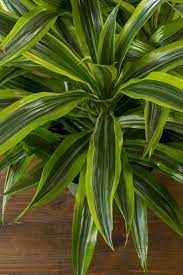 The best indoor plants perfect for everyone: 87 How Does Your Garden Grow Ideas Garden Plants Traditional Garden