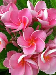 Plumeria Plumeria Flowers Planting Flowers Pink Perennials