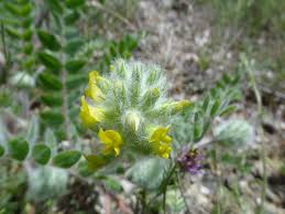 Image result for Dichilus reflexus