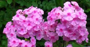 Check spelling or type a new query. Hardy Annuals Colorful Flowers For The Garden All Summer