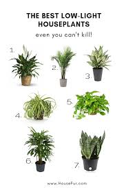 Large indoor plant low light. The Best Low Light Houseplants You Can T Kill House Fur Low Light Plants Houseplants Low Light Plants