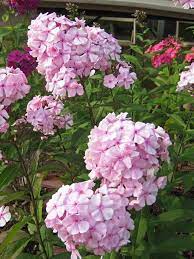 Pin On Fiori