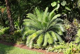 Image result for Dioon