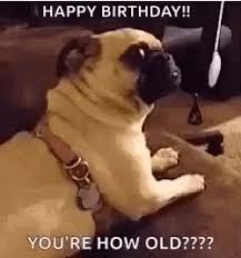 We did not find results for: You Are How Old Happy Birthday Dog Gif Birthday Star