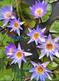 Image result for Nymphaea lotus