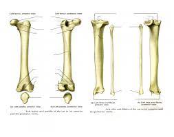 Although there are many possible causes, a bone tumor is a significant enough. Cat Leg Bone Diagram Quizlet