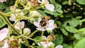 Here we survey the gut. Honeybee Vs Bumblebee Youtube
