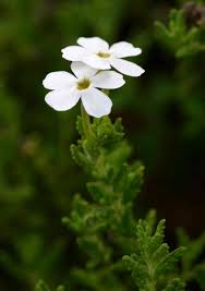 Image result for Jamesbrittenia fodina × huillana