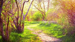 Relaxing Music And Forest Nature Sounds Birds Chirping Beautiful Piano Sleep Music Stress Relief Youtube